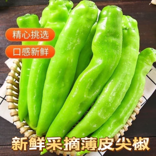 山东现摘新鲜虎皮辣椒超市生鲜尖椒青辣椒 净重0.8斤