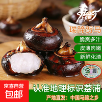 京喜加 荔浦特产马蹄现挖多汁时令蔬菜生新鲜食材特大马蹄果健康超市即食 特惠果1斤装