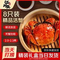 江问鱼 大闸蟹2.0两-2.3两 8只装 六月黄鲜活螃蟹生鲜礼盒送礼