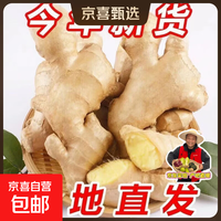 风干无泥姜正宗生姜大姜水洗黄姜新鲜月子 山东大姜250g净重250g