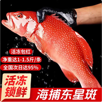 添渔港 海捕东星斑 三去处理 500-600g 整条装