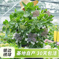 海蒂的花园 绣球花苗 大花绣球银边绣球(退化)15cm盆 含盆