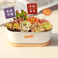绿荫巷子 多肉植物带盆组合盆栽新手好养活仙人掌办公室内桌礼品小绿植 长方圆边盆+5福卡