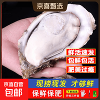 鲜活乳山牡蛎新鲜乳山生蚝海蛎海鲜贝类包鲜包活到家5斤10斤净重 10斤箱约16-22只
