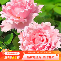 虹越 花园月季盆栽苗索菲罗莎 P9（昆山仓发）