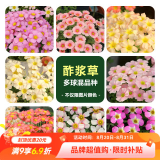 虹越 酢浆草种球合集阳台秋植OB酢浆草庭院花境花量大球根HB OB酢浆草（混品种）