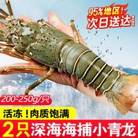 百鲜洽 小青龙虾 2只*200g-250g/只净重
