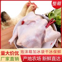 穆至润 西装鸡商用整箱批发生鲜炸鸡去头去爪烧烤白条鸡肉三黄土鸡童子鸡