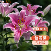 海蒂的花园 百合种球进口球根植物裸球根 东方百合索邦12/14(秋)(3球装) 12+