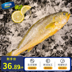 威尔斯（WEIERS）宁德大黄鱼600g 地标认证黄花鱼 深海鱼生鲜鱼类