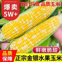 中鲜生 可生吃 水果玉米