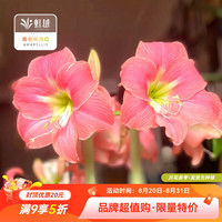虹越 进口南非朱顶红种球裸球 阿马尔菲 (22/24) 1球