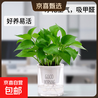 绿萝+早安吸水盆 整体含盆高度20-25cm