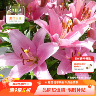 虹越 进口百合种球3球东方香水百合花卉裸球 布林迪西（12/14）