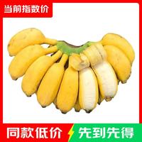 立始 广西小米蕉新鲜酸甜拇指小香蕉现摘青色硬果（小个品种催熟食用） 净重3斤试吃装