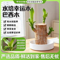 京东绿植 水培巴西木 幸运木