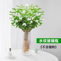 临雅 茉莉花水培植物盆栽 20-30cm 带花苞 办公室桌面