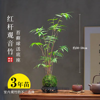 劉閣蘭花 红杆观音竹 3年老桩 苔藓球水培盆栽