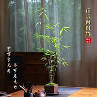 艾莹 翡翠观音竹 内门竹盆栽 1盆