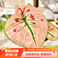 虹越 绿植彩叶芋盆栽 