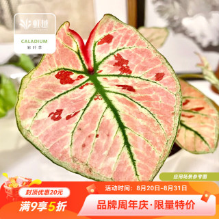 虹越 绿植彩叶芋盆栽 
