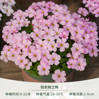 海蒂的花园 酢浆草种球 羽衣桃之辉(10球装)