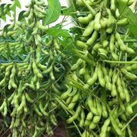 新鲜毛豆荚带壳大青豆炒菜下酒必备蔬菜毛豆青豆生鲜夏季看球必备 安徽新鲜毛豆二斤（净重1.6斤）