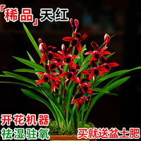 劉閣蘭花 刘阁兰花苗盆栽 建兰天红 夏带花苞出售红素好养花卉四季室内好养 天红3苗:带盆土肥,说明书