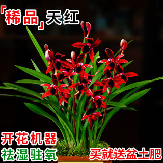 劉閣蘭花 刘阁兰花苗盆栽 建兰天红 夏带花苞出售红素好养花卉四季室内好养 天红3苗:带盆土肥,说明书