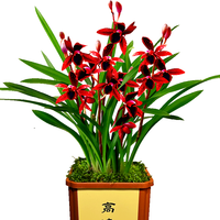 劉閣蘭花 建兰天红 3苗带盆土肥 盆栽