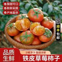 百亿补贴：盘锦碱地柿子新鲜东北水果番茄绿腚丹东铁皮柿子草莓柿子西红柿