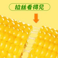 小叶 黄糯玉米棒