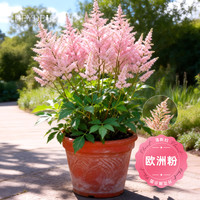 海蒂的花园 落新妇裸根苗 欧洲粉 3-5芽