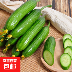 京喜 山东荷兰水果黄瓜青瓜现摘现发蔬菜水果鲜甜可口产地直发 无刺小黄瓜净重 4.5斤