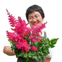 海蒂的花园 落新妇裸根苗 欧洲粉 3-5芽