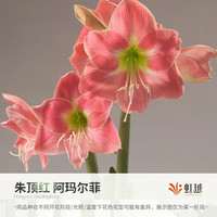 虹越 南非朱顶红种球 阿马尔菲 22/24cm 1球