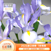 虹越 进口球根鸢尾5球装 克莱尔(球周长10cm+)