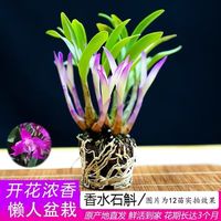 劉閣蘭花 兰花苗 澳洲七彩石斛兰 冬带花苞出售泼墨香水石斛室内外花卉盆栽 七彩石斛12-15苗年底开花 配底座