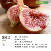 虹越 2026新品无花果多年生果树苗多品种庭院果树 波姬红 1加仑盆栽苗