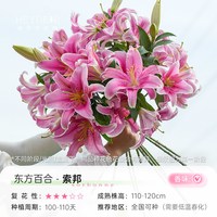 海蒂的花园 百合种球 庭院东方百合索邦12/14(秋)(3球装) 12+