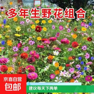 野花组合花种子室外除虫菊花种籽子四季播种（两单及以上发货） 丰硕 野花组合种子1包约800粒
