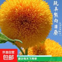 其它 重瓣玩具熊向日葵种子观赏耐旱耐热阳台盆栽（两单及以上发货） 玩具熊向日葵种子/包约30粒 1包