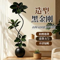 叹为观止 大型盆栽 单杆辫子发财树天堂鸟绿萝散尾葵办公室内开业乔迁礼品 橡皮树1.5-1.7米 含盆
