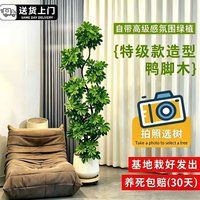 叹为观止 大型植物发财树各种大颗盆栽开业乔迁客厅办公室内好养大型花卉 造型鸭脚木 含盆