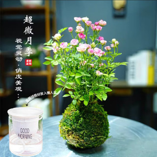 艾莹 超微水培姬月季四季开花卉阳台桌面迷你小盆栽水中美人苔藓球植物 带花 高温花色泛白】粉色超微姬月季