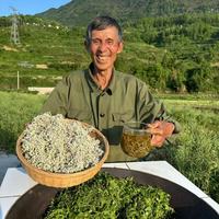 高山芽尖龙须嫩芽正宗土家长寿藤茶浓郁茶香