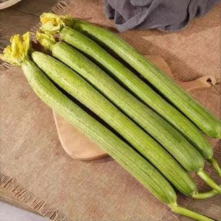 京喜加 寿光嫩丝瓜 新鲜水嫩长丝瓜