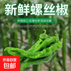 新鲜薄皮肉厚香辣螺丝椒新鲜采摘青椒虎皮辣椒 福建新鲜螺丝椒1斤净重0.8斤