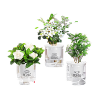 绿有意绿植盆栽多肉花卉盆栽植物室内桌面水培绿植办公室客厅植物
