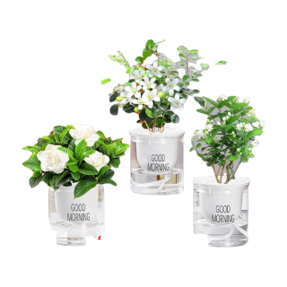 绿有意绿植盆栽多肉花卉盆栽植物室内桌面水培绿植办公室客厅植物